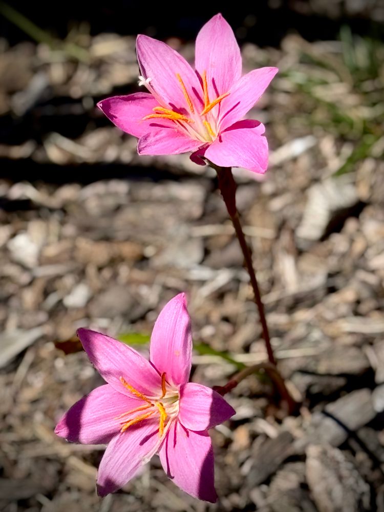 Pink lily flowers with flared out petals