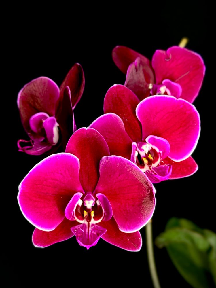Wine red moth orchid flowers with white edging on the petals 