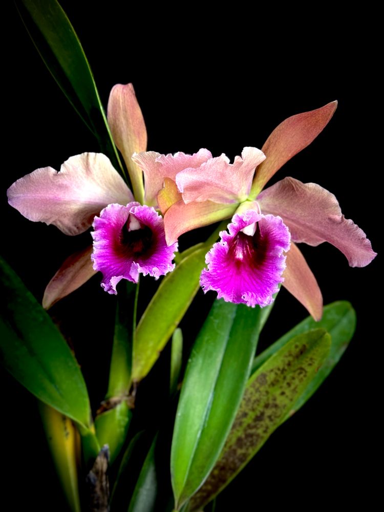 Pair of corsage type Cattleya flowers with bronze petals and purple labellum 