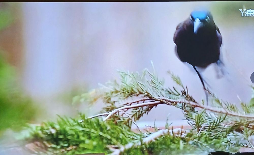 picture of bird on TV screen