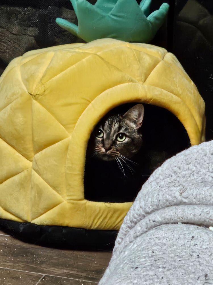 A cute little peanut of a torbie cat is peeking out of a cat house that looks like a pineapple. She's really adorable. 