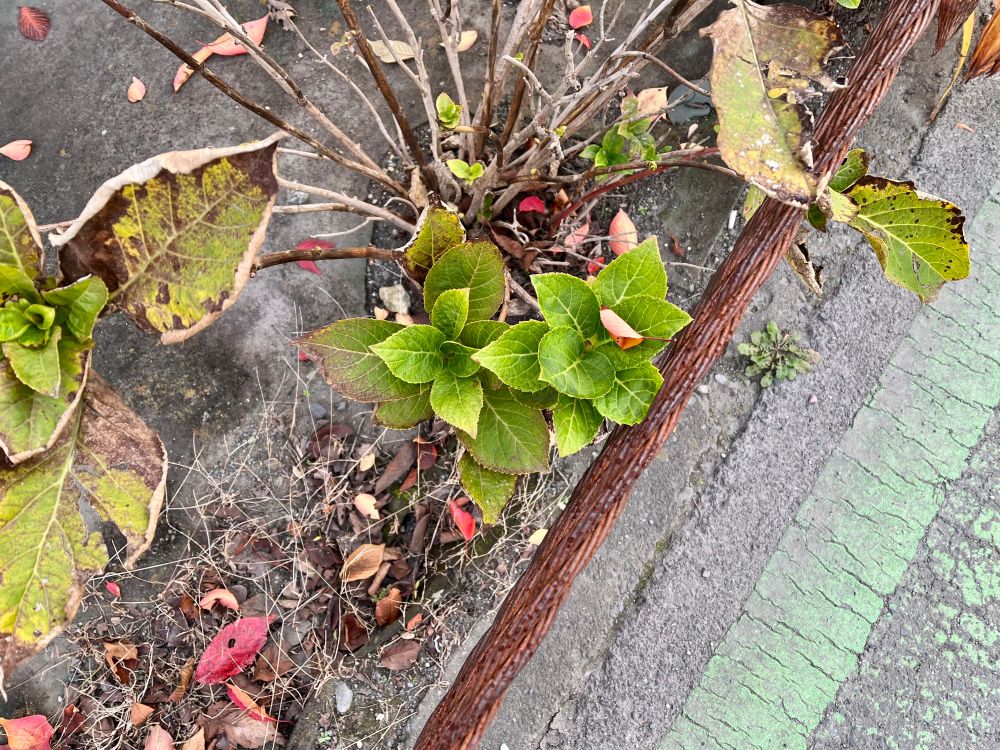 路傍の紫陽花。緑の葉の上に赤い落ち葉が乗っている。