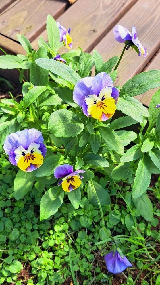 The viola flowers have spread everywhere.