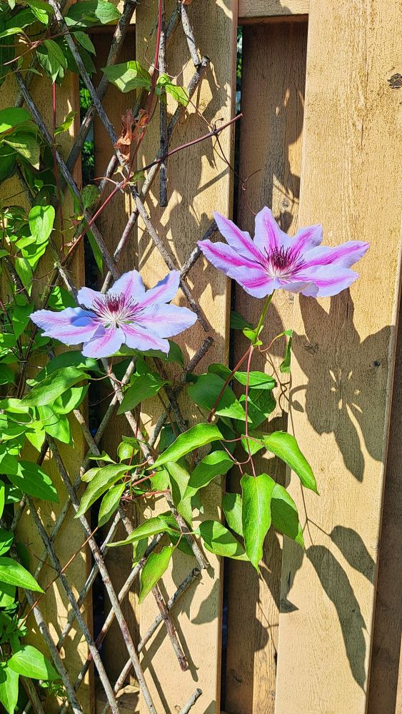 Anyone know what flower this is? I think its blooming from the neighbours garden.