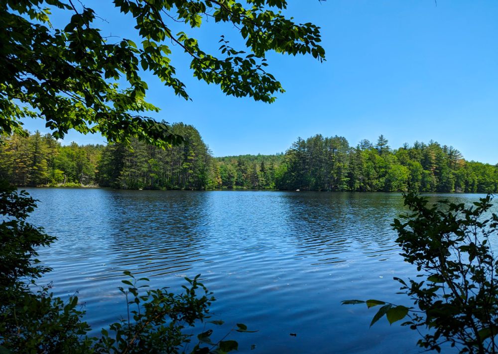 A photo of a lake on a clear summer day. The sky is a vivid blue, fading to light blue near the horizon. There are various trees and bushes with green leaves in the close foreground around the edges of the image. There is sunlight shining through the leaves on one tree in the upper left. The lake itself is blue, reflecting the sky and trees on the far shore. It has noticeable ripples running perpendicular to the camera. The far shore is a mass of green trees receding into the distance, rising slightly onto hills in some places.