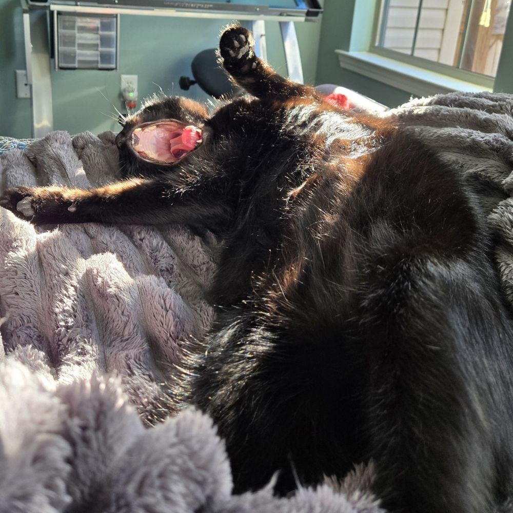 A black cat lying on his back in a sunbeam, front paws in the air and yawning widely.