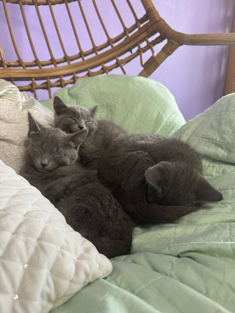 Three gray kittens cuddling on a large chair