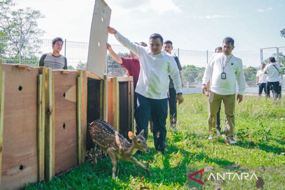 15 rusa totol Istana Bogor tambah koleksi satwa Taman Cadika Medan