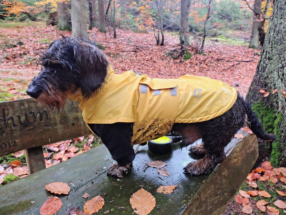 Nahaufnahme des Dackels: Kopf, Vorderfüße und Hinterteil sind ziemlich nass. Pulloverärmel und Bauch des Regencapes sind schlammbespritzt.