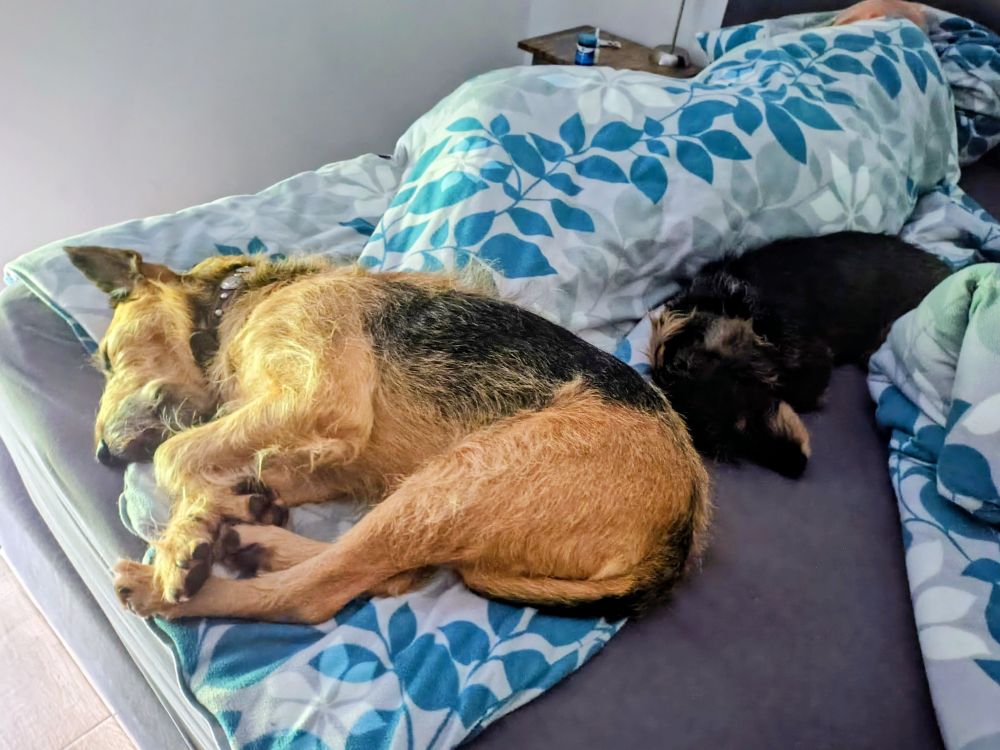 Ein Bett auf dem ein Mensch und zwei Hunde Mittagschlaf machen. Von dem Menschen sieht man nur die Silhouette unter der Decke, er liegt am Rand der Matratze. Auf seinen Beinen liegt ein lohfarbener Heideterrier, an seinem Hintern in der Bettmitte schläft ein saufarbener Rauhhaardackel.