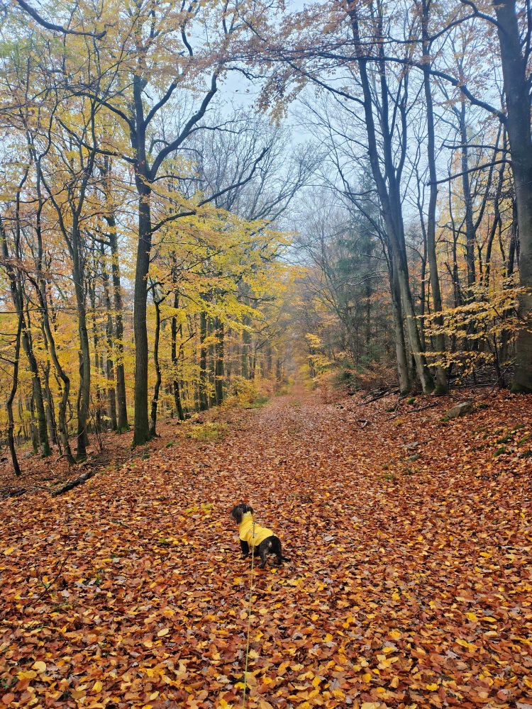 Dackel in gelbem Regenmantel mitten auf einem laubbedeckten Weg in herbstlichem Wald.