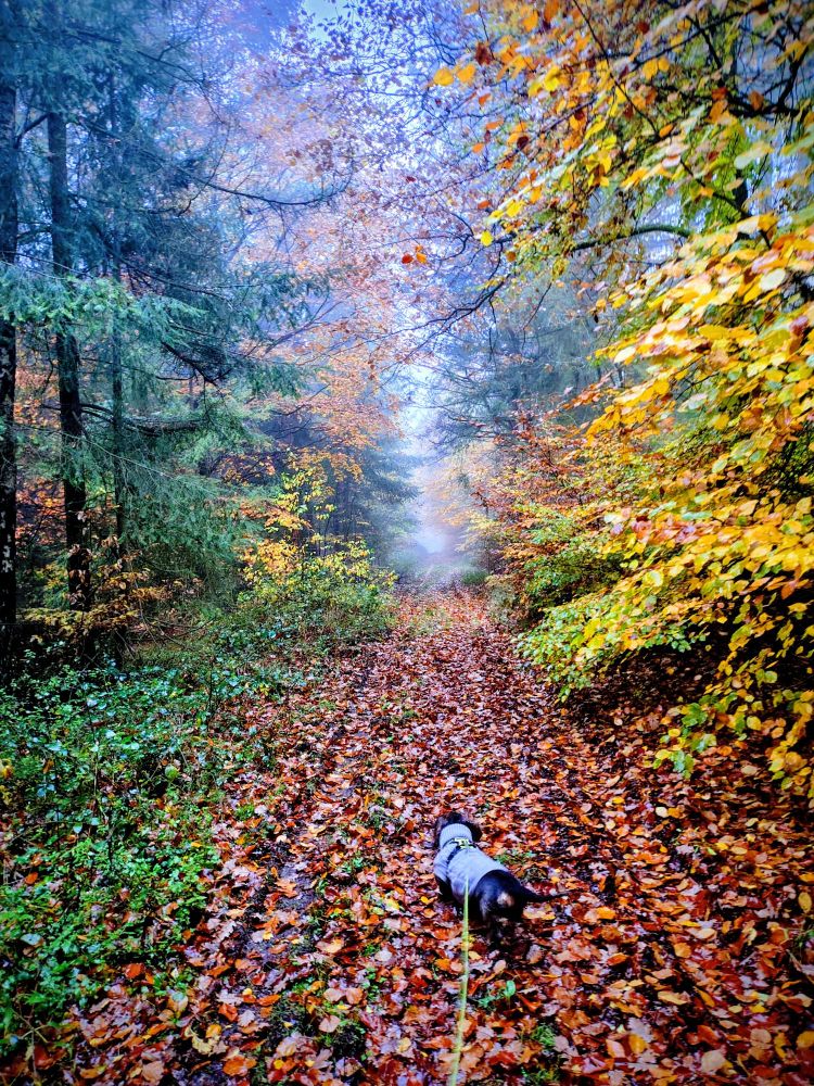 Ein Rauhhaardackel im grauen Pullover auf einem laubbedeckten Weg in einem nebligen, herbstlichen Wald.