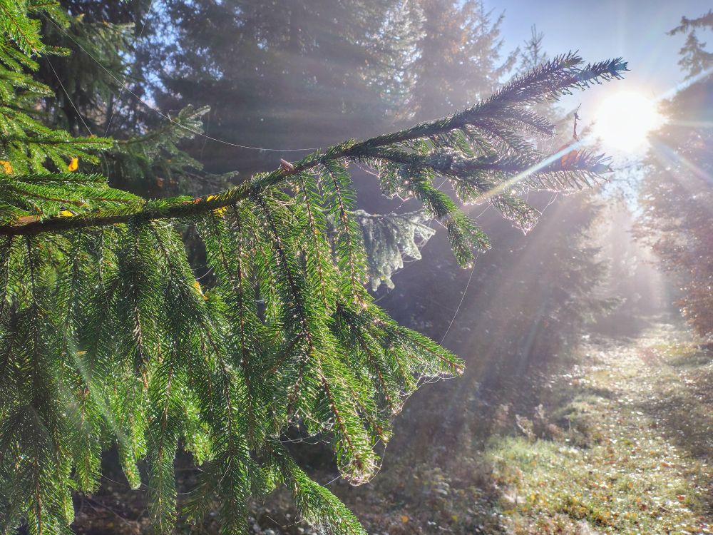 Die Sonne in der rechten, oberen Bildecke lässt das taufeuchte Spinnennetz in einem Nadelbaumast glitzern.