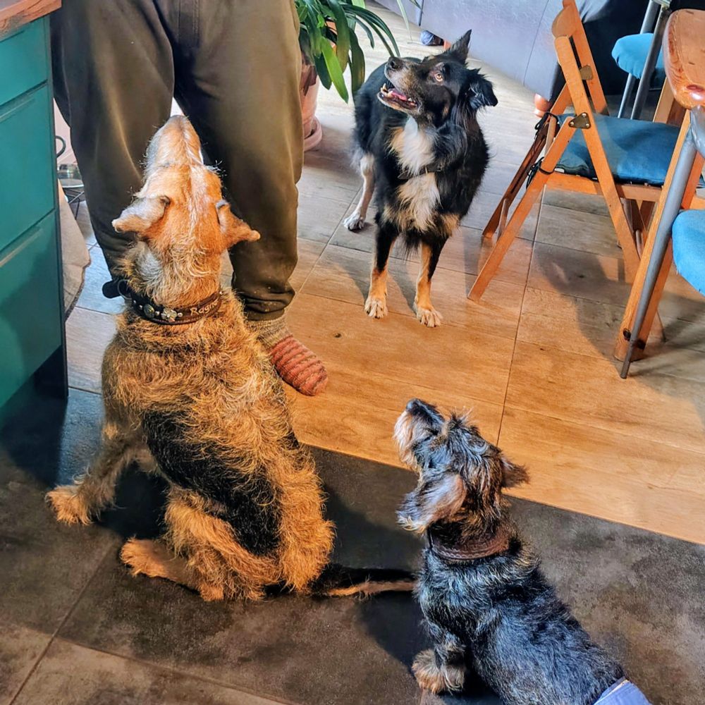 Drei Hunde starren nach oben zu einem Mann von dem der Bildausschnitt nur die Beine zeigt.