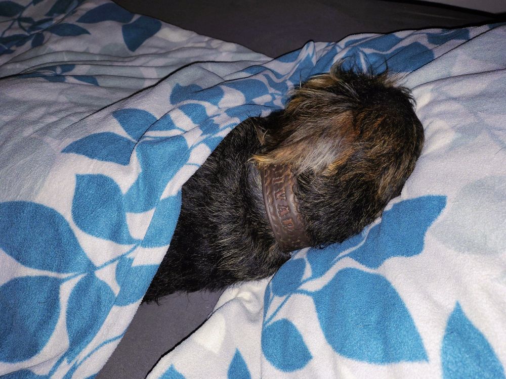 Eine bis zum Hals zugedeckter saufarbener Rauhhaardackel, dessen Kopf auf einem Kissen ruht. Auf seinem breiten Lederhalsband steht IVAR. 