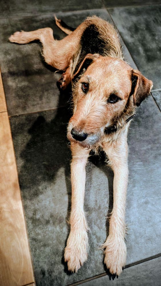 Ein lohfarbener Heideterrier liegt auf einem Fliesenboden und guckt in die Kamera 