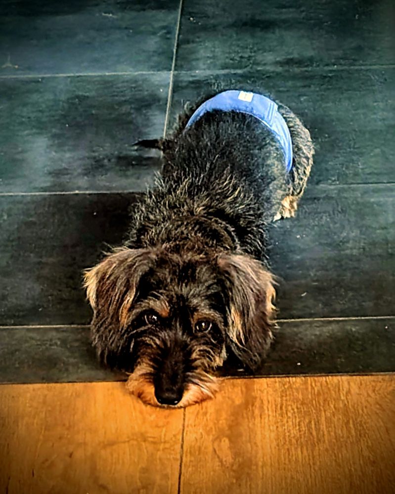 Ein saufarbener Rauhhaardackel liegt flach auf einem Fliesenboden, die Sicht ist von vorne, seine Pfoten sind unter dem Körper verschwunden und er blickt mit typischem Dackelblick an der Kamera vorbei.