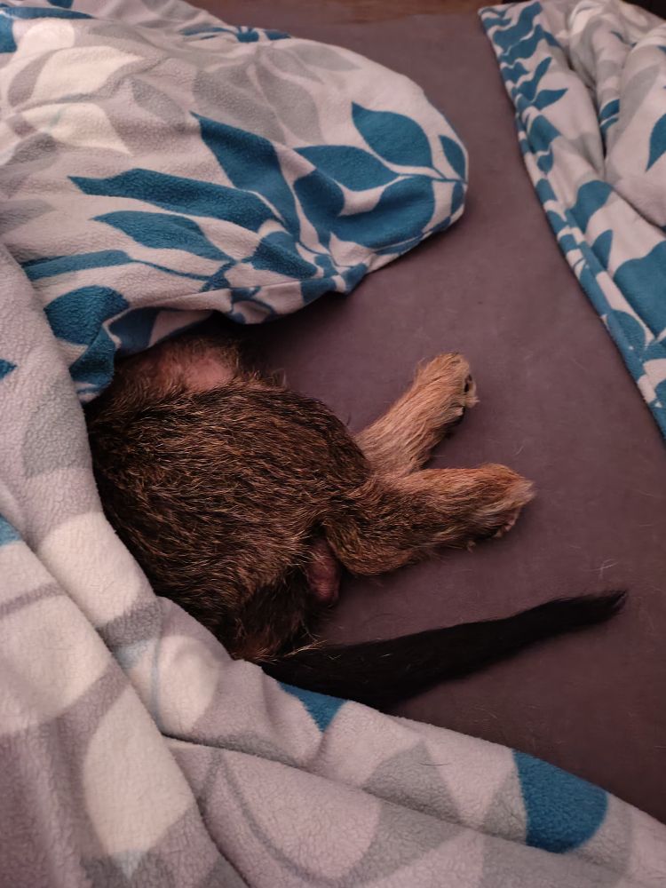 Unter einer Bettdecken mit floralem Muster guckt ein Dackelhintern hervor.