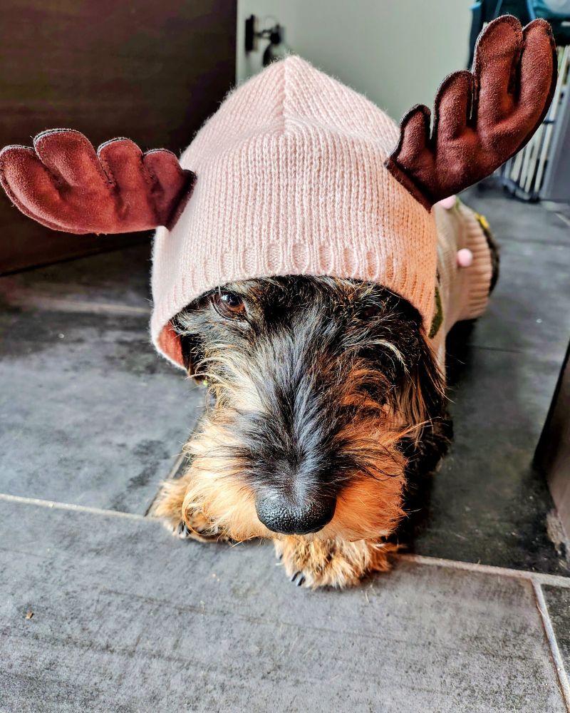 Frontalaufnahme eines Rauhhaardackels in einem altrosa Hoodie an dessen Kapuze Rentierhörner abstehen. Der Hund blickt unterhalb des Kapuzenrandes grimmig in die Kamera.