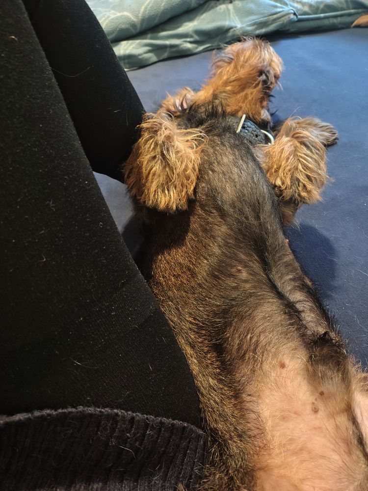 Auf dem Rücken liegender Dackel liegt eng an Beinen in schwarzen Strumpfhosen 