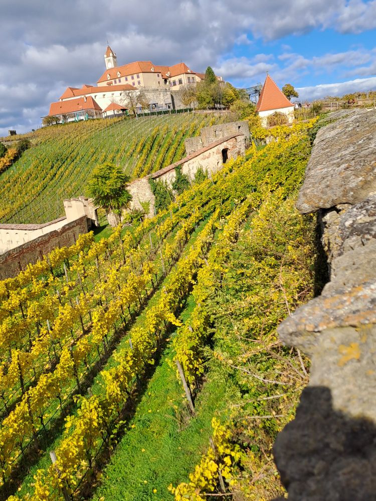 Weinberg vor Burg