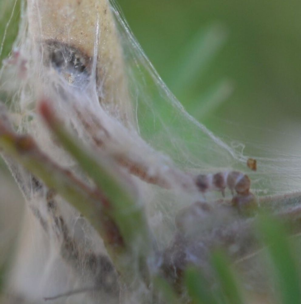 A Quick Non-Technical Non-Comprehensive Guide to IDing Common Caterpillars in the Eastern US and Canada