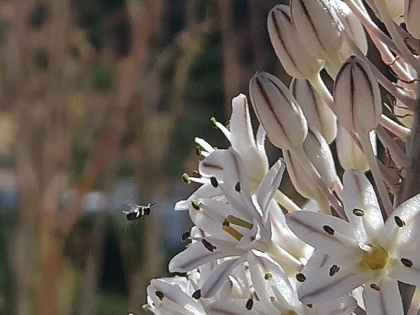 The same picture, cropped to focus on a small pollinator flying toward the flowers.