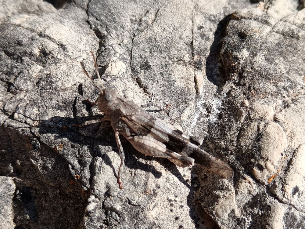 A cricket, perfectly blending with its sirroundins (Shades of grey on a grey stone)