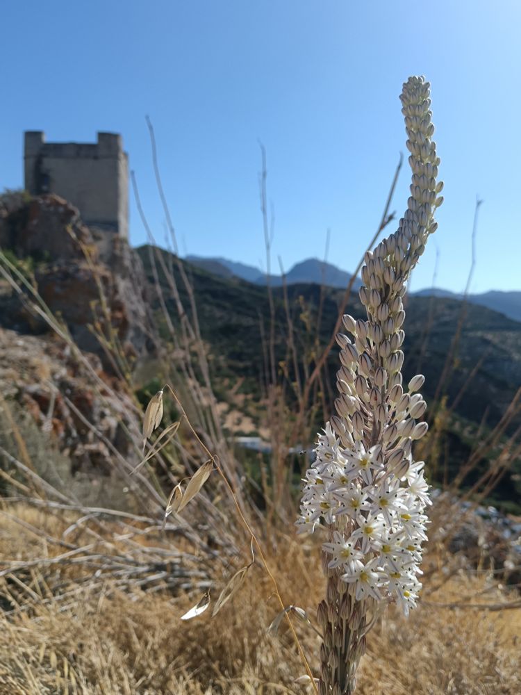 A drimia maritima plant in the foreground. In the background is the Torre del Homenaje overlooking the Spanish village of Zahara de la Sierra.