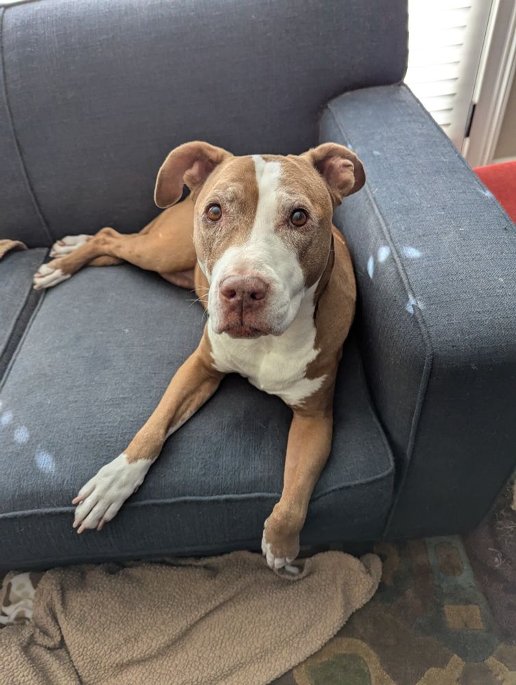 Marlowe Wheaton, who is the best dog, looks up at you with all the love in the world. She's tan and white and sitting on the (her) couch, being super sweet. 