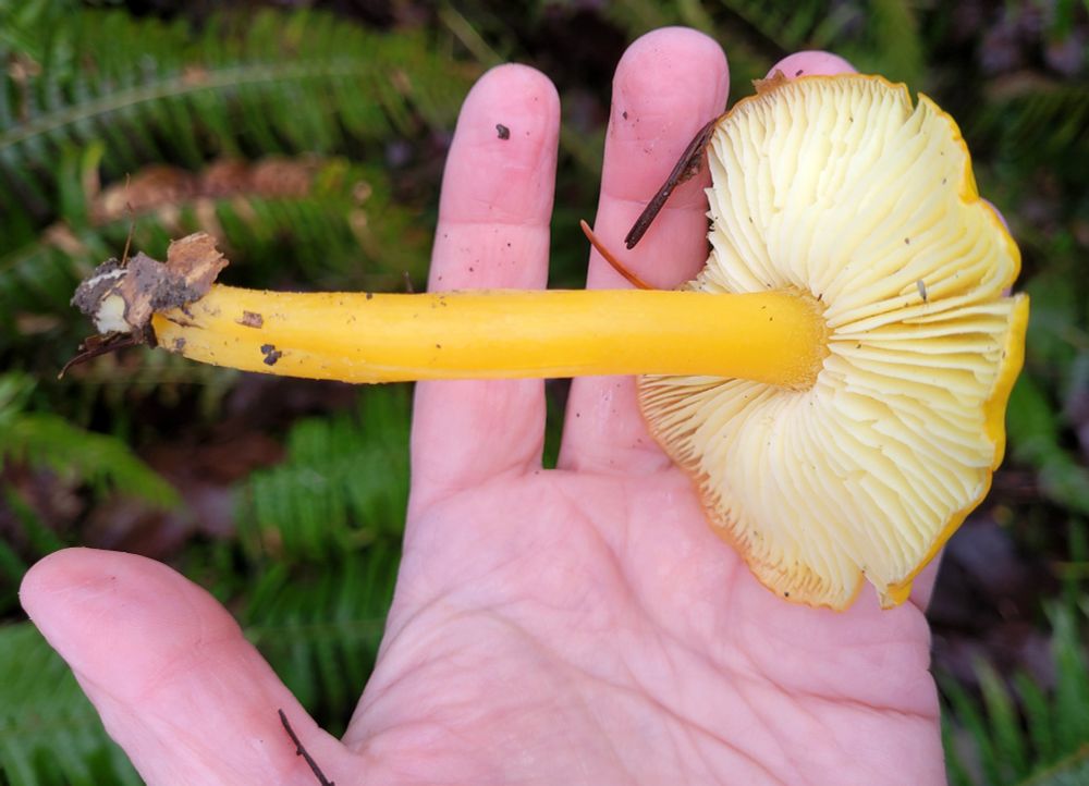 A hand pink with cold holds a bright yellow mushroom 