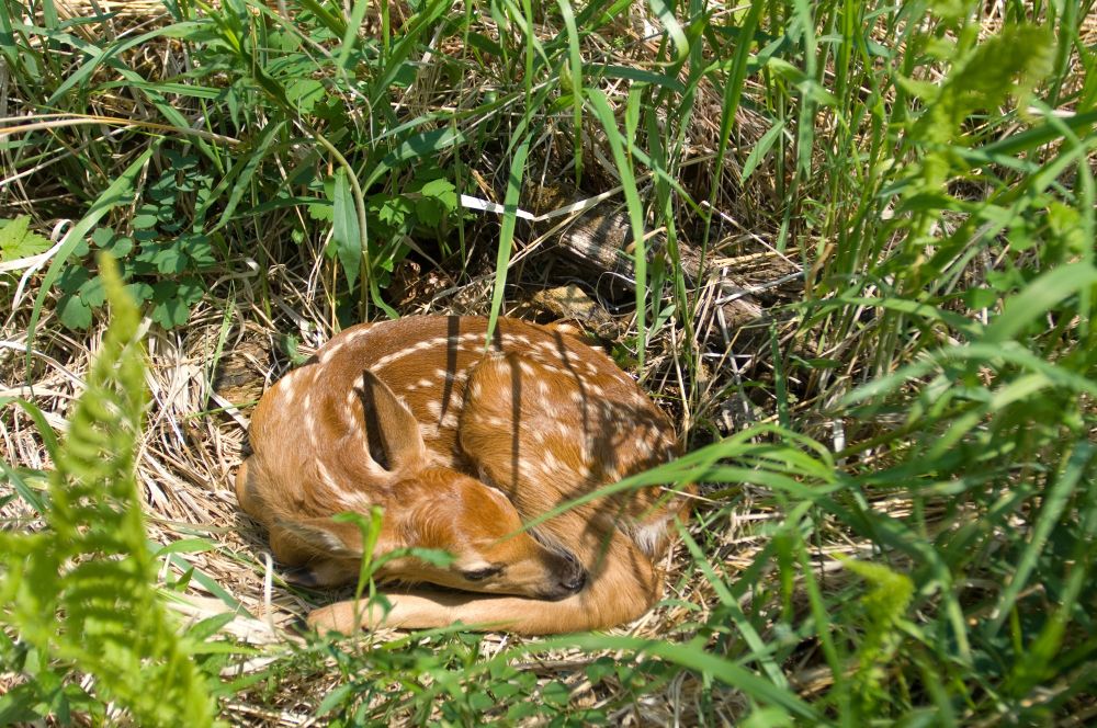 A deer fawn curled up in the grass. 