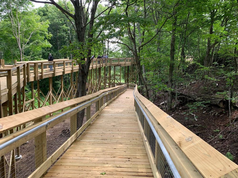 A wooden boardwalk cutting through the forest. 