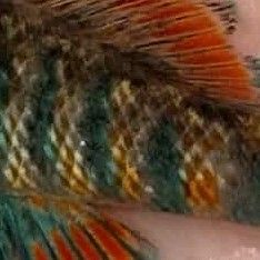 Fish scales with multiple colors including yellows, oranges and blues. 