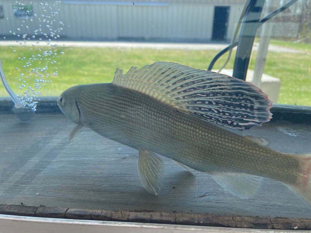 A grayling fish in a fish tank