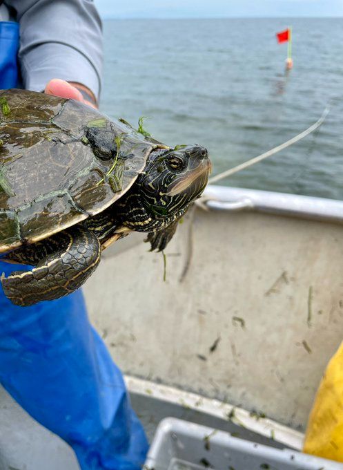 A person holding a map turtle caught in a fishing survey. 
