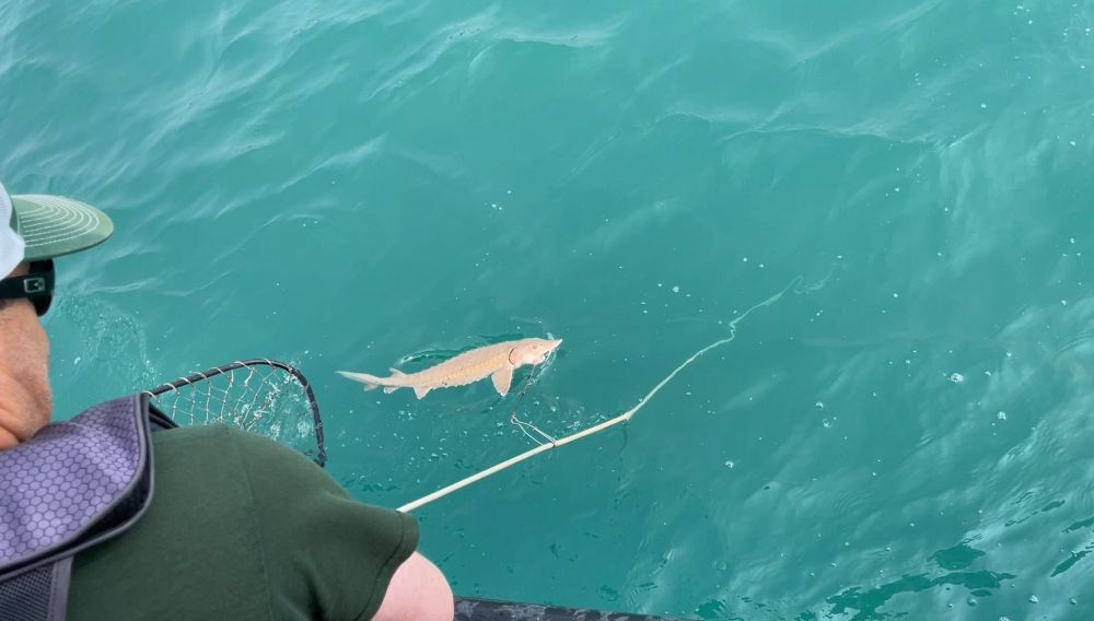 A lake sturgeon being pulled up to a fisheries research vessel. 