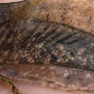 The tail of a creature that is wet and colored in olive, black and brown. 