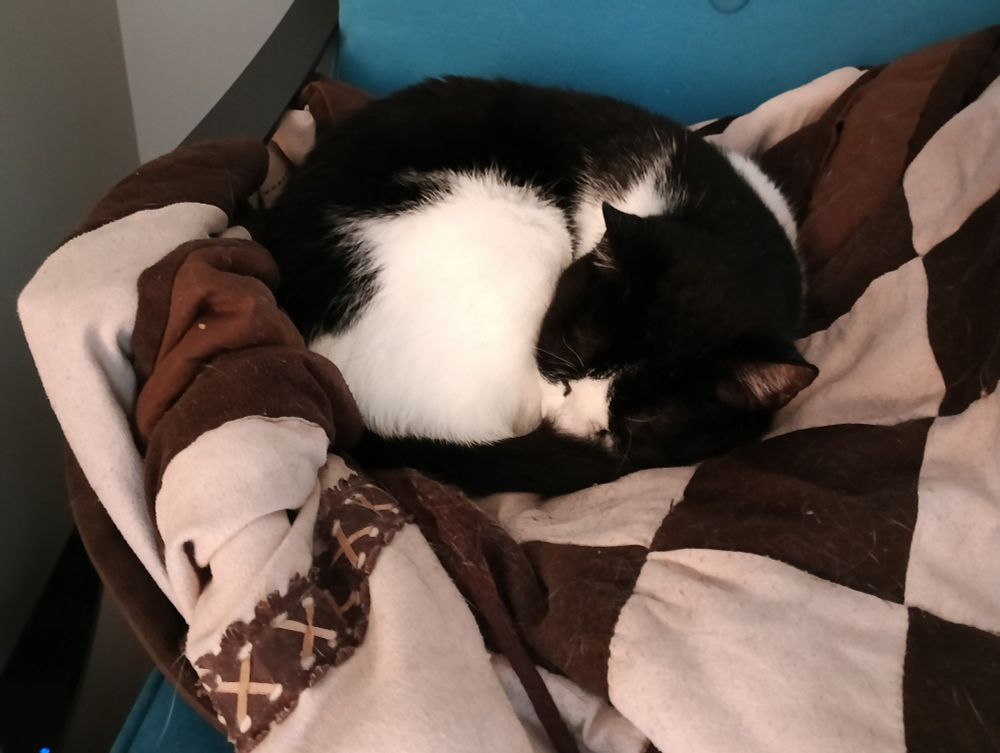 A black and white cat curled into a tiny ball, nestled on a cozy blanket