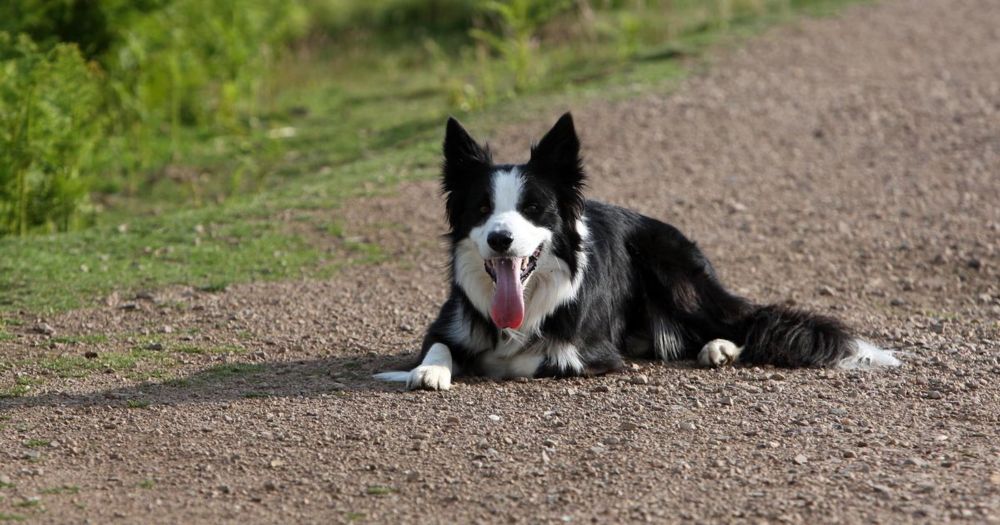 New figures reveal number of pets seized by West Dunbartonshire's dog warden