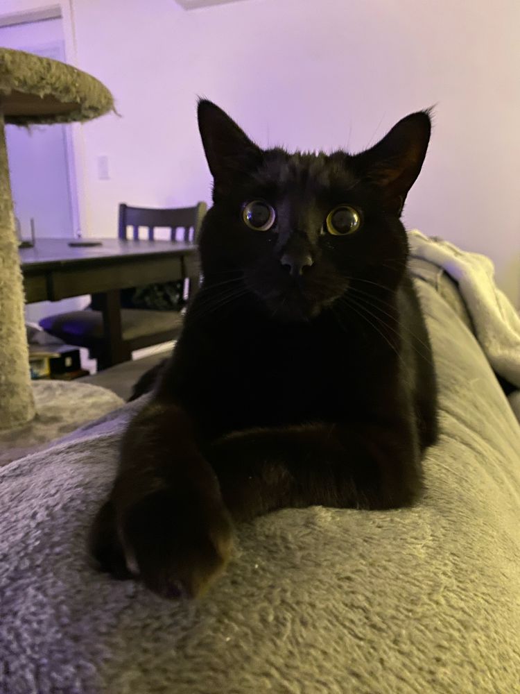 A very adorable cat.