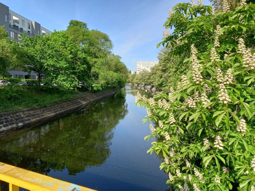 A photo of a canal in Berlin. Blue sky and green trees at both sides of the water, the closer one to the right side is a chestnut tree in bloom. In the background, modern buildings. 