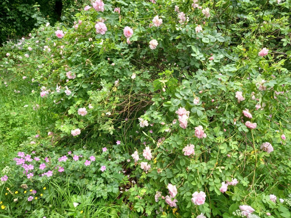 A big rosebush with a flood of pink flowers, surrounded by greenery and wild flowers. 