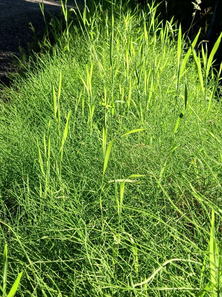 Photograph of grass and horsetail, taken close up, with vibrant shades of green thanks to the sunlight. 
