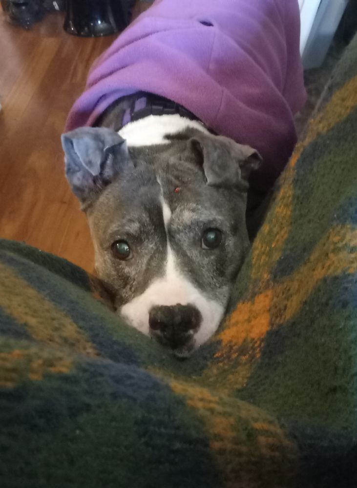 Elderly grey and white pitbull in a purple sweater begging for a snack 