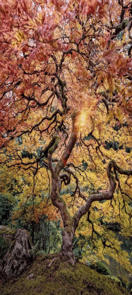 original image credit to Jonathon E. Kraft; a twisted Japanese maple, Portland Japanese Gardens; Autumn hues of red, orange and yellow, moss & lichen green backdrop, hill promonitory, companion boulder rock pet, except tree appears painted, rock awaiting...  amazing tree making s*** great again, filling a frame like little else, an earthly supernova of botany, a dazzling jewel atop nature's crown of eternal beauty
