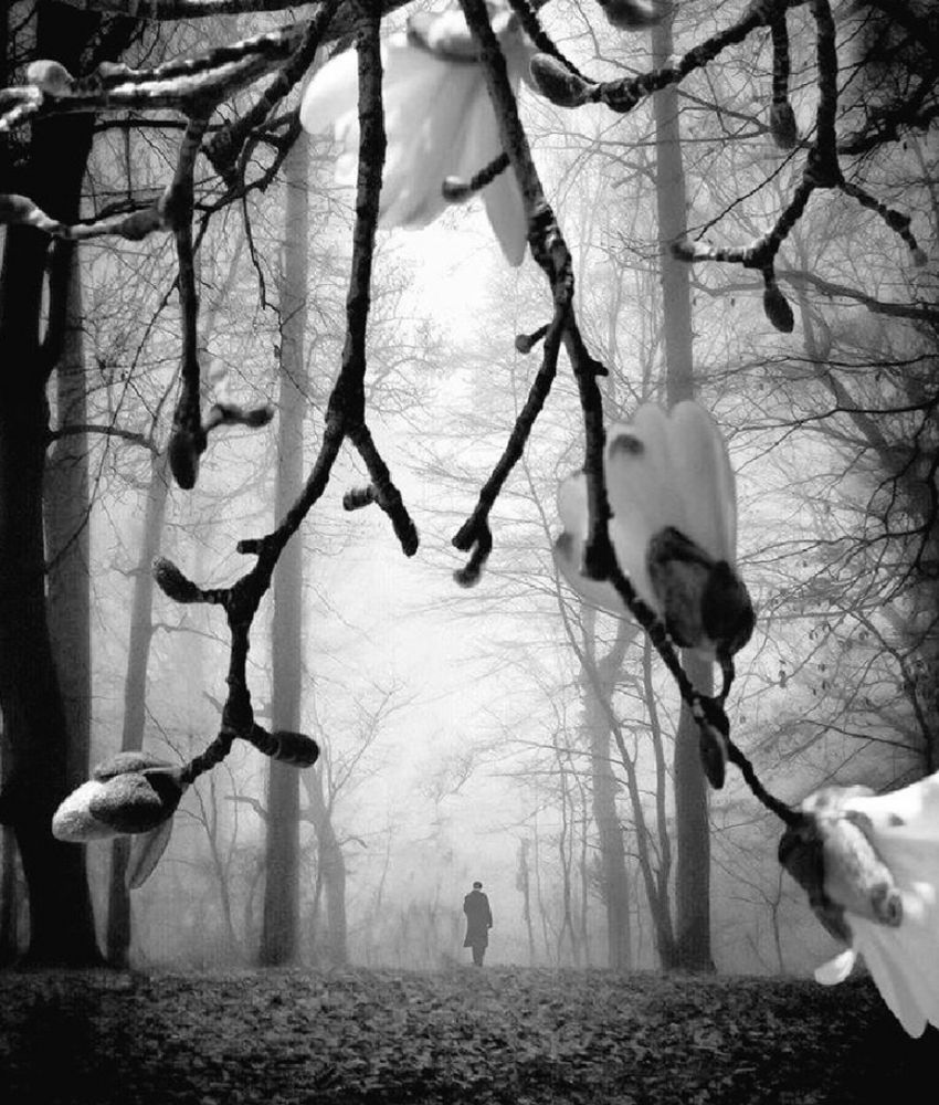 Black and white photo
A forest bare with buds of magnolia and fog stirring desolation towards a lone silhouette 