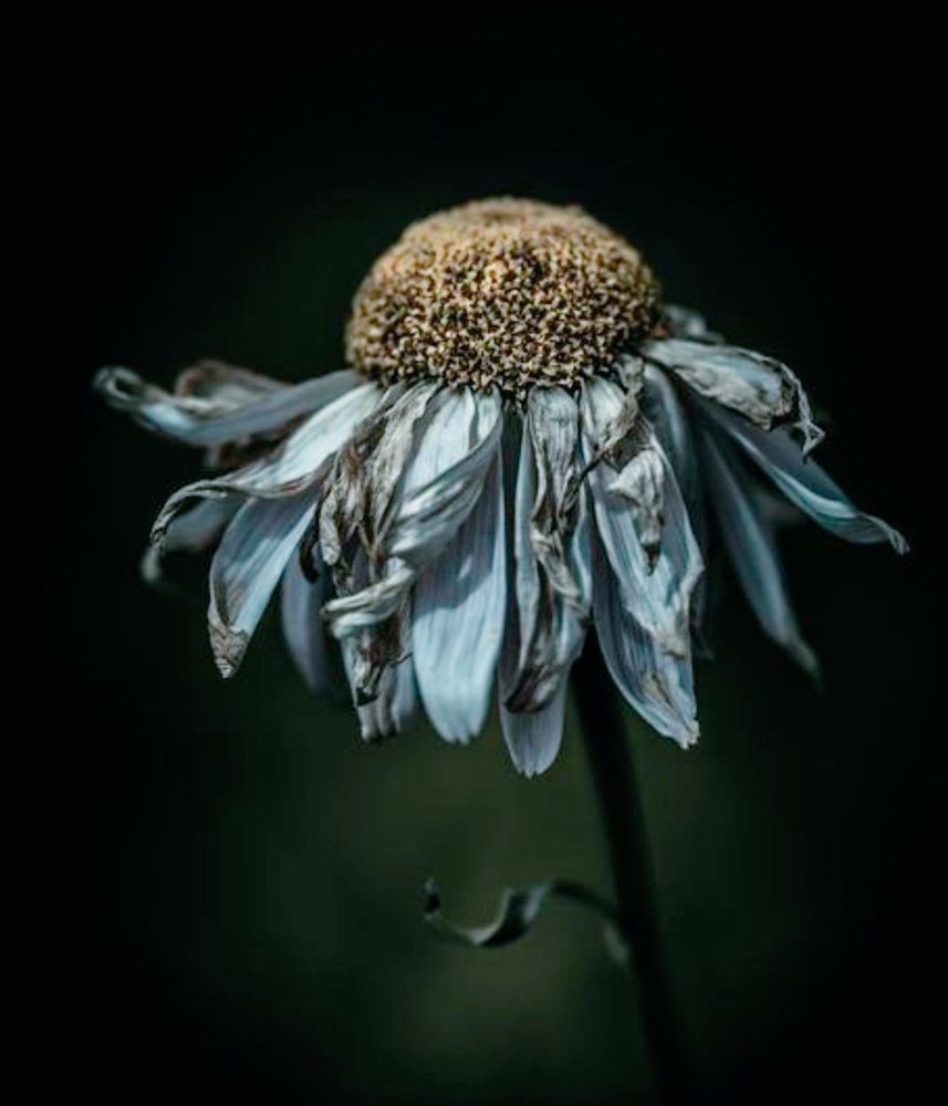 A dying flower against a dark background 