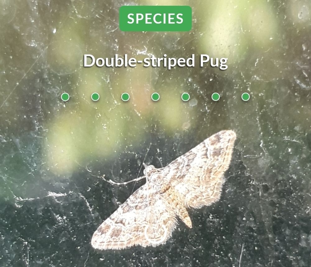 A small moth that looks like tree bark, in the Seek app. The app has identified it (correctly, I believe) as a "double-striped pug"