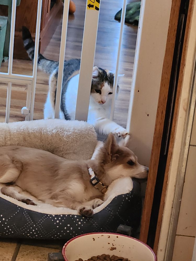 Mitzi the calico is reaching through the gate to touch our new puppy Remi on his head!